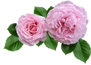 Twin Pink Roses Transparent Background.png PNG Image