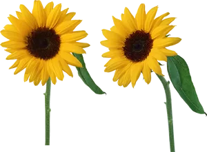 Twin Sunflowers Black Background PNG Image