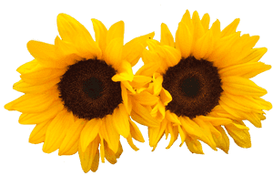 Twin Sunflowerson Blue Background PNG image with transparent background