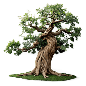 Twisted Oak Tree PNG 52 PNG with transparent background