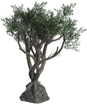 Twisted Tree, Branches, Leaves, Trunk, 3d, Render - Twisted Tree Png, Transparent Png PNG image with transparent background