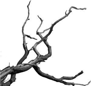 Dead Tree Cartoon - Bare Tree Branch Png, Transparent Png PNG with transparent background