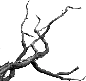 Twisted Tree Branches Silhouette PNG Image