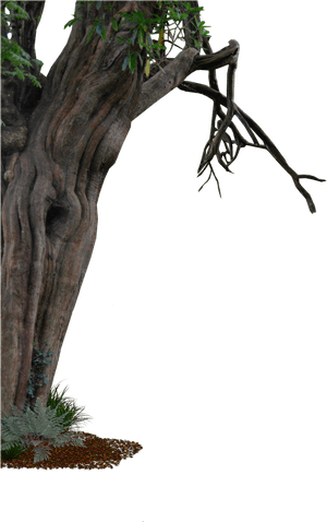 Tree Transparent Branch Trunk Free Frame Clipart - Old Trees Png, Png Download PNG image with transparent background