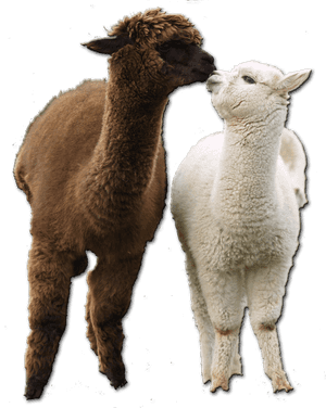 Two Alpacas Affectionate Moment.png PNG