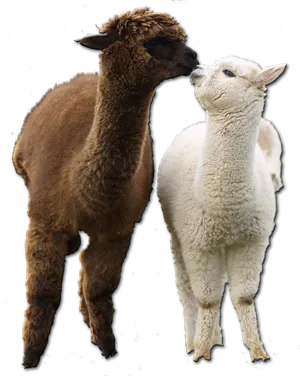 Two Alpacas Affectionate Moment.png PNG Image