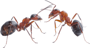 Download Ant Png Pic For Designing Use - Png Ant, Transparent Png PNG image with transparent background