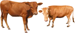 Two Brown Cows Transparent Background PNG Image