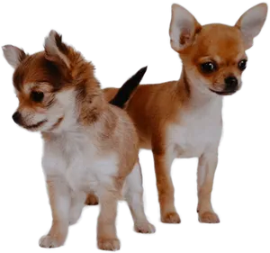 Two Chihuahuas Standing PNG Image