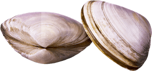 Clams - - Baltic Clam, HD Png Download PNG with transparent background