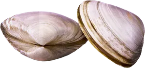 Two Clams Closed Shells PNG Image