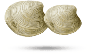 Clam - Wire, HD Png Download PNG with transparent background