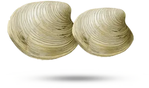 Two Clams Shell Illustration PNG Image