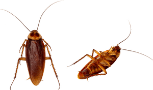 Two Cockroaches Transparent Background PNG