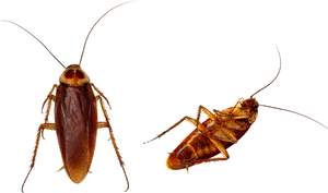 Two Cockroaches Transparent Background PNG Image