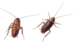 Two Cockroaches Transparent Background PNG