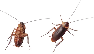 Two Cockroaches Transparent Background PNG Image