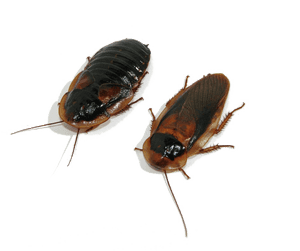 Transparent Roach Png - Dubia Roaches Transparent Background, Png Download PNG