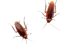 Two Cockroacheson Plain Background PNG