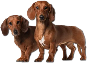 Two Dachshunds Standing PNG Image