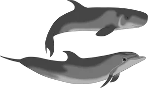 Two Dolphins Illustration PNG Image