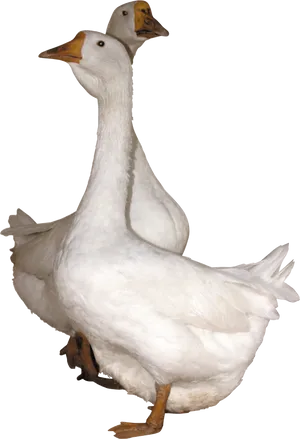 Two Headed Goose Illusion PNG Image