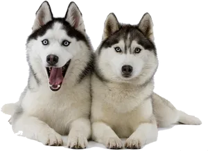 Two Huskies Posing PNG Image