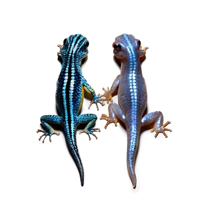 Two Newts Png Eax PNG Image