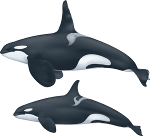Transparent Orca Whale Png - Killer Whale Png, Png Download PNG image with transparent background