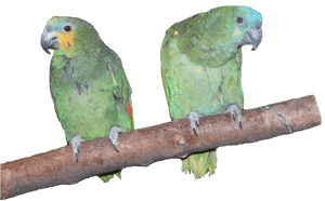 Download All Parrots Png Images And Transparent's To - Amazon Parrots PNG image with transparent background