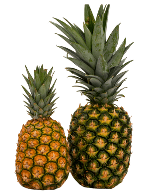 Two Pineapples Sideby Side PNG image with transparent background