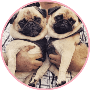Pikeletthepug 4 - Pug, HD Png Download PNG image with transparent background
