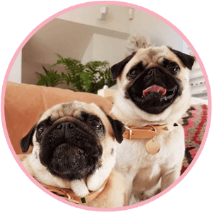 Pikeletthepug 3 - Pug, HD Png Download PNG image with transparent background