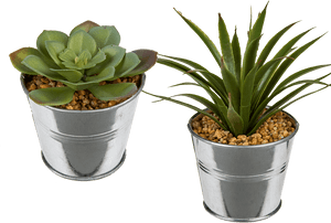 Succulent In Metal Pot, HD Png Download PNG image with transparent background