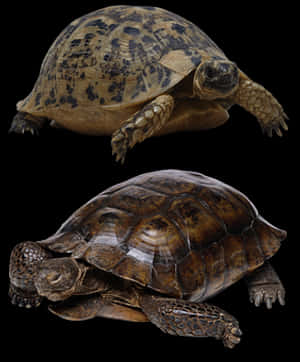 Two Turtles Black Background PNG image with transparent background