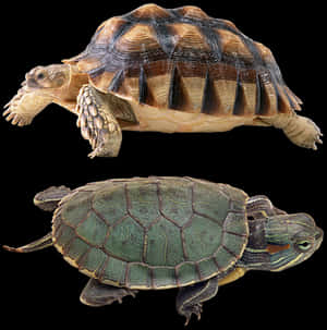 Two Turtles Comparison PNG image with transparent background