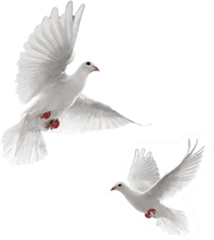 Two White Dovesin Flight PNG Image