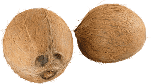 Coconut Png, Transparent Png PNG with transparent background