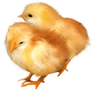 Poussins Png - Chicken, Transparent Png PNG
