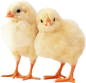 Poussins Png - Chicken Animal, Transparent Png PNG