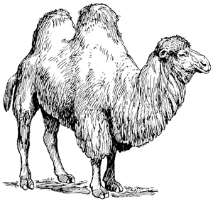 Types Of Animal Fibres, HD Png Download PNG image with transparent background