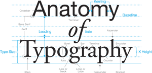 Anatomy Of Typography - Basic Anatomy Of Type, HD Png Download PNG image with transparent background