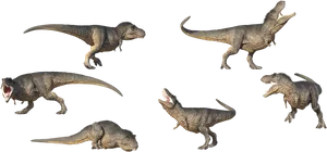 Tyrannosaurus Rex Poses Set PNG Image