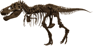 T-rex Skelet - American Museum Of Natural History, HD Png Download PNG image with transparent background