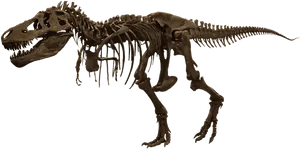 Tyrannosaurus Rex Skeleton Exhibit PNG Image