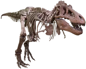 Tyrannosaurus Rex Skeleton Profile PNG Image