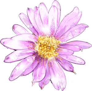 Ume Blossom Clipart Purple Chrysanthemum - Watercolor Painting, HD Png Download PNG image with transparent background