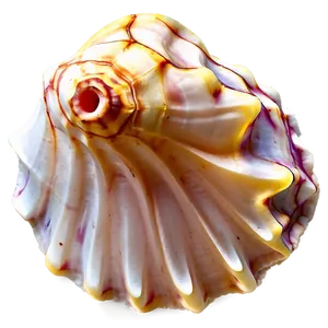 Underwater Conch Shell Photo Png Ptg62 PNG Image