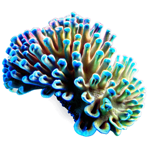 Underwater Coral Reef PNG 11 PNG with transparent background
