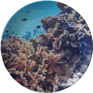 Coral Reef, HD Png Download PNG image with transparent background